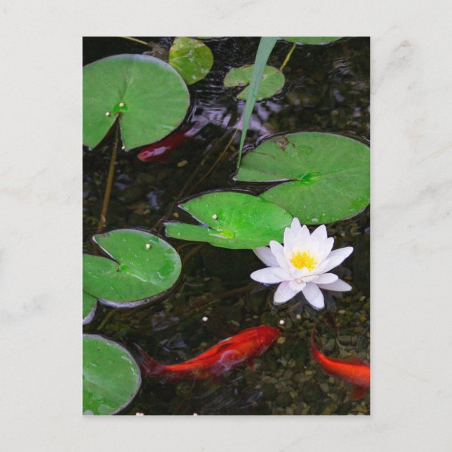 Koi Pond Postkarte (Vorderseite)