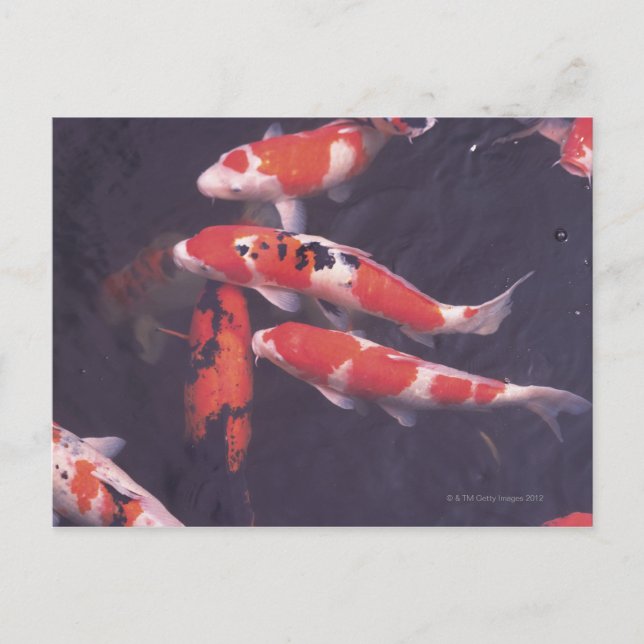 Koi Pool Postkarte (Vorderseite)
