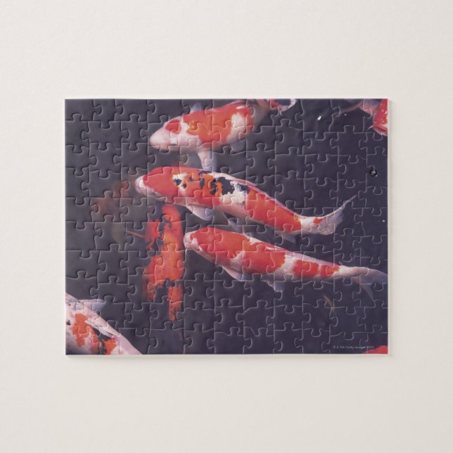 Koi Pool Puzzle (Horizontal)