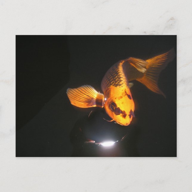 Koi-Post-Karte nicht zerkropft Postkarte (Vorderseite)