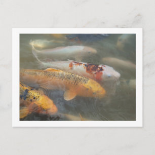 Koi Postcard Postkarte