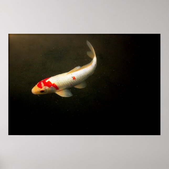 Koi Poster (Vorne)