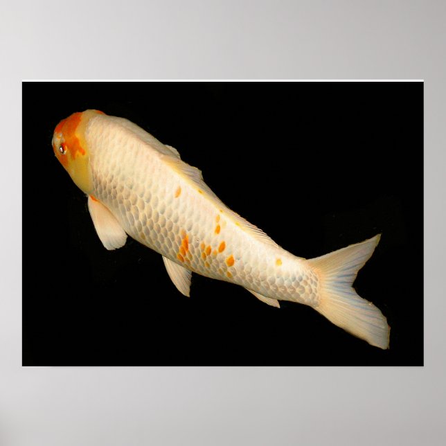 Koi Poster (Vorne)