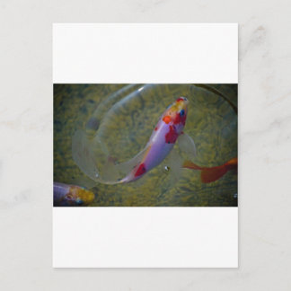 Koi Postkarte
