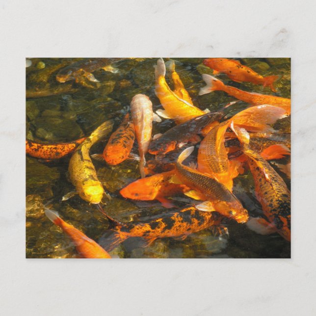 KOI POSTKARTE (Vorderseite)