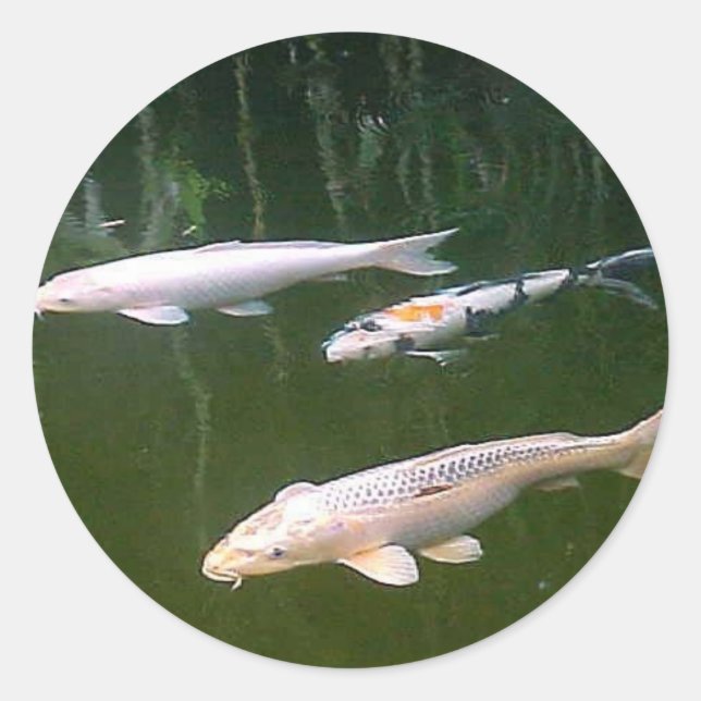 Koi Runder Aufkleber (Vorderseite)