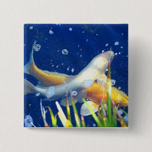 Koi-Taste Button