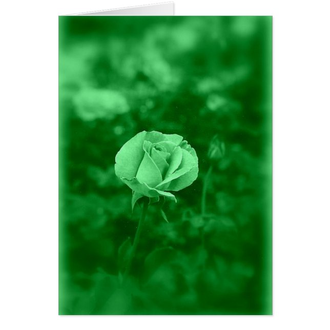 Koinonia "Fellowship on the Path" (Vorne)