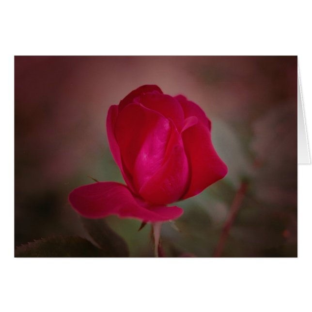 Koinonia "Fellowship on the Path" (Vorderseite (Horizontal))