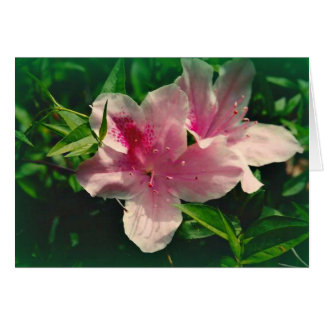 Koinonia "Fellowship on the Path"