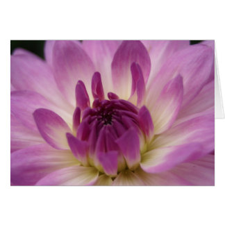 Koinonia "Fellowship on the Path"