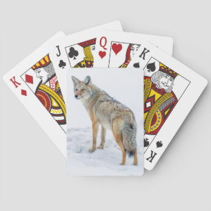 Kojote auf der Hut im Schnee Spielkarten