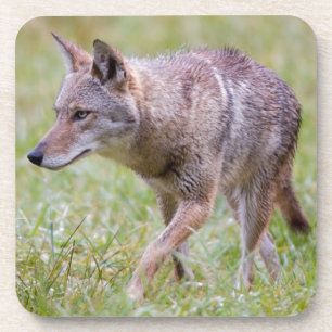 Kojote auf Feld, Cades Cove Getränkeuntersetzer