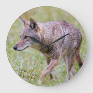Kojote auf Feld, Cades Cove Große Wanduhr