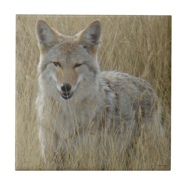 Kojote R2 im hohen Gras Fliese (Vorderseite)