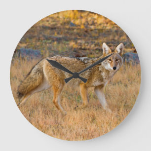 Kojotenjagd (Canis Latrans) Große Wanduhr