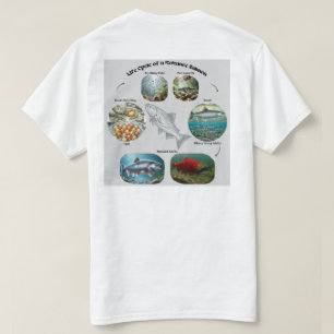 Kokanee-Lachs-Lebenszyklus-Grafik T-Shirt