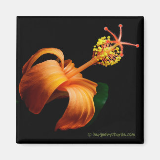 Kokio Native Hawaiian Hibiskus Blume Magnet