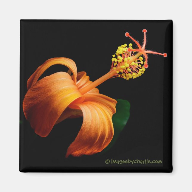 Kokio Native Hawaiian Hibiskus Blume Magnet (Vorne)
