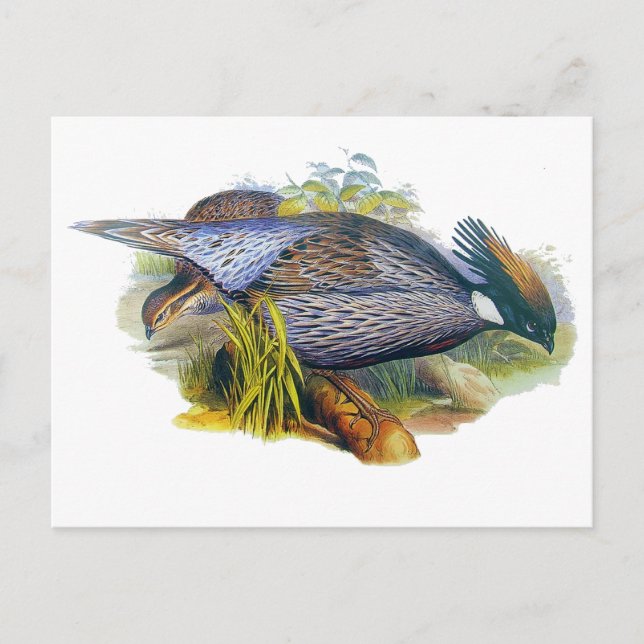 Koklass Pheasant Postkarte (Vorderseite)