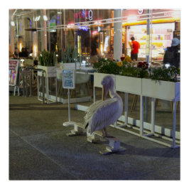 Koko, Pelikan im Hafen von Paphos, Zypern Poster