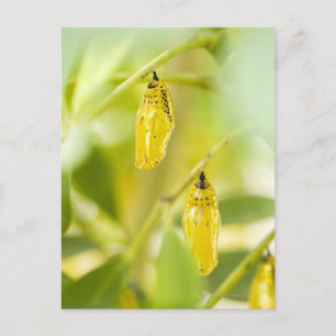 Kokon des Papierdrachen-Schmetterlinges, Okinawa Postkarte