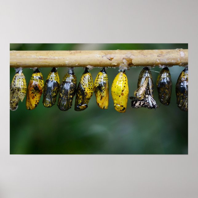 Kokon-Leben Poster (Vorne)