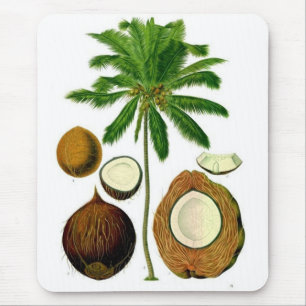 Kokosnuss-Baum-botanische Illustration Mousepad