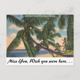 Kokosnuss-Palmen auf Südostflorida-Küste Postkarte