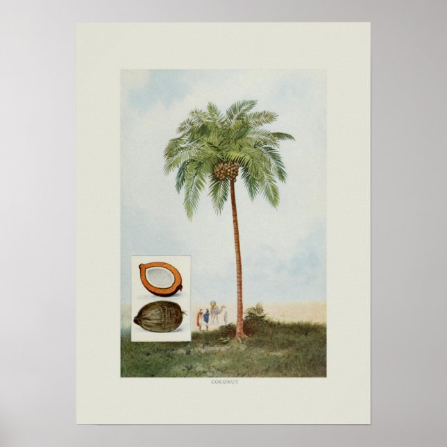 Kokosnuss Poster (Vorne)
