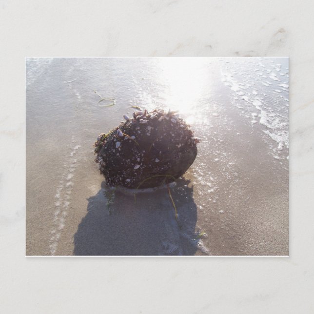 Kokosnuss Postkarte (Vorderseite)