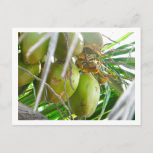 Kokosnüsse auf Palmbaum Postkarte