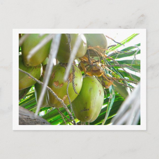Kokosnüsse auf Palmbaum Postkarte (Vorderseite)