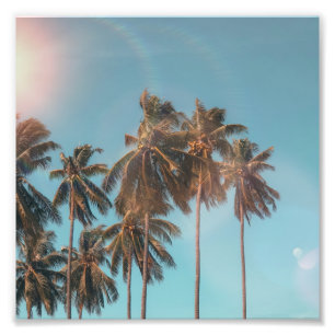 Kokosnusspalme Fotodruck