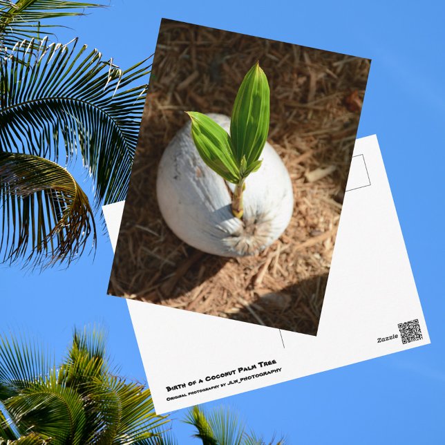 Kokospalme Postkarte (Von Creator hochgeladen)