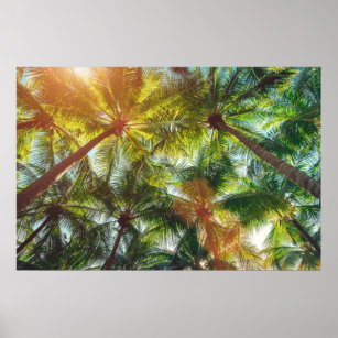 Kokospalmen am Strand Poster