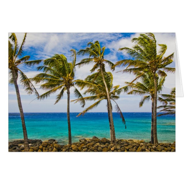 Kokospalmen (Cocos nucifera) (Vorderseite (Horizontal))