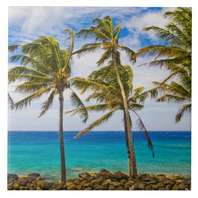 Kokospalmen (Cocos nucifera) Fliese (Vorderseite)