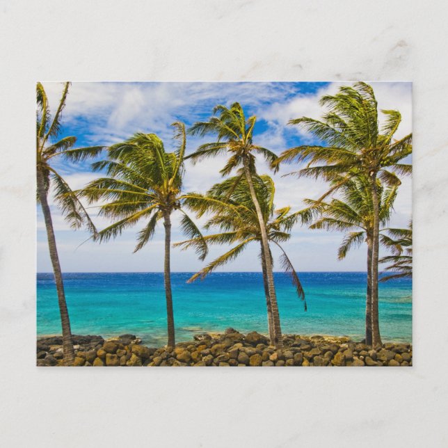 Kokospalmen (Cocos nucifera) Postkarte (Vorderseite)