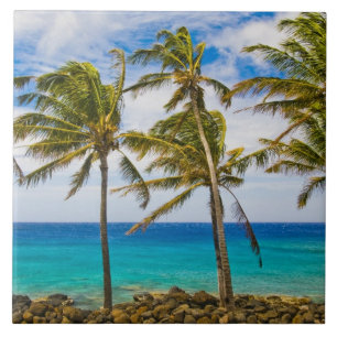 Kokospalmen (Cocos nucifera) schwanken in Fliese