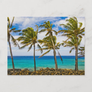 Kokospalmen (Cocos nucifera) schwanken in Postkarte