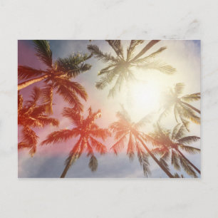 Kokospalmen gegen die Sonne Postkarte