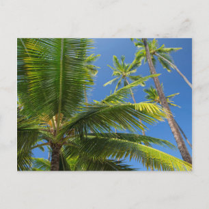 Kokospalmen, Pu'uhonua o Honaunau 1 Postkarte