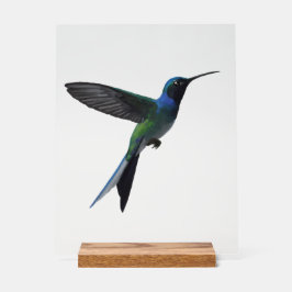 Kolibri Acrylschild