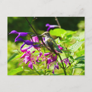 Kolibri auf Kolibriminze Farbige Natur Postkarte