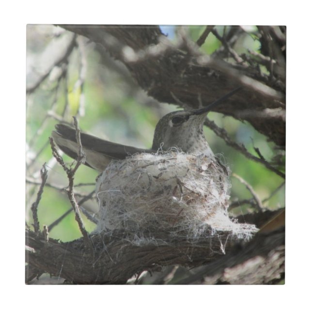 Kolibri auf Nest Fliese (Vorderseite)