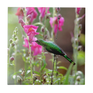 Kolibri beim Nektartrinken Fliese