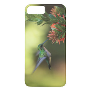 Kolibri Case-Mate iPhone Hülle