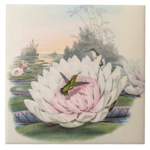 Kolibri Chlorostilbon Portmanni von Gould Fliese