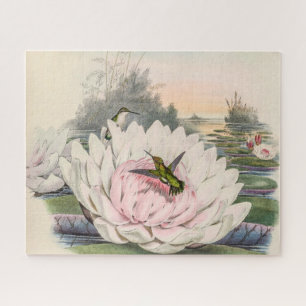 Kolibri Chlorostilbon Portmanni von Gould Puzzle